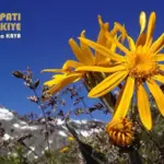 Homeopatide Akut Hastalıklara Bakış